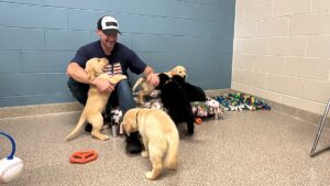 A man wearing a ballcap is sitting on the ground surrounded by eight golden and black Labrador retriever puppies, eight black and gold Labrador retriever puppies.