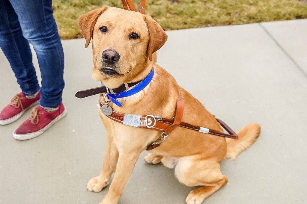 When You Meet a Leader Dog