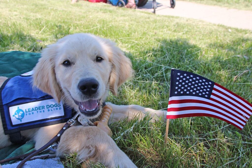 Dog Safety in July
