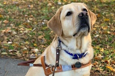 Hero: The Story of a Leader Dog Dad Turned Leader Dog