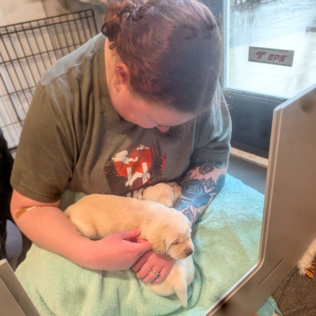 Our Journey as Leader Dog Breeding Hosts