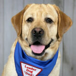 Yellow lab wearing blue Leader Dog Dad bandanna 
