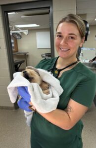 A young woman with her hair pulled back into a bun, wearing veterinary scrubs and blue disposable gloves, is holding a young puppy wrapped in a blanket inside a veterinary clinic. She smiles at the photo.