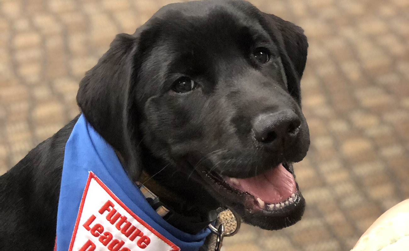 Black lab puppy wearing blue Future Leader Dog bandana looks up toward the camera