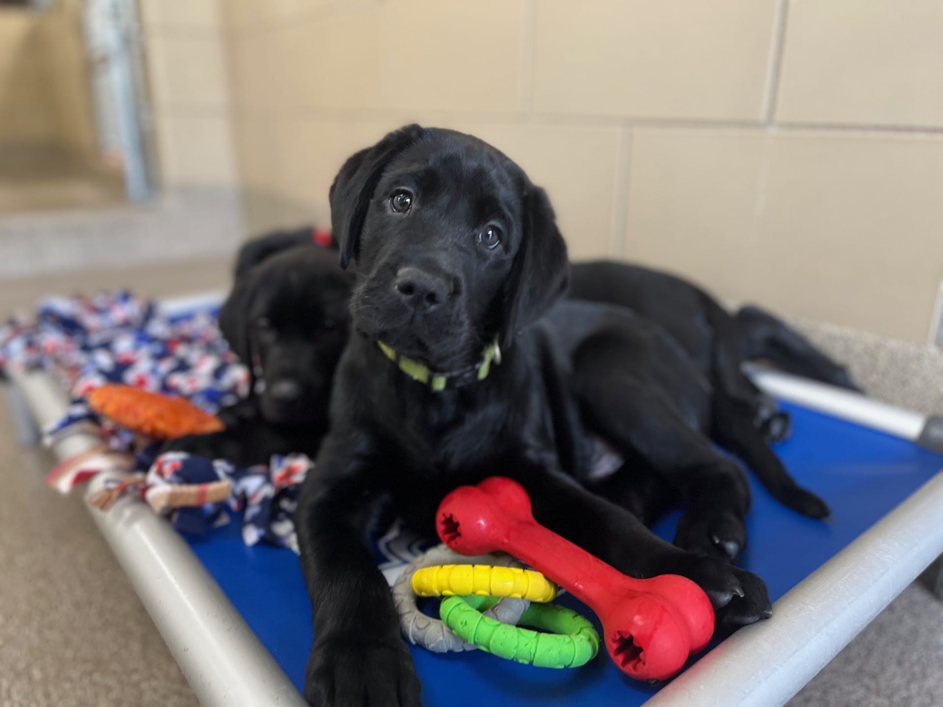 Black puppies rest on a cozy bed, surrounded by colorful toys and a soft blanket.