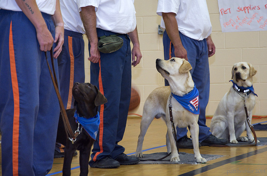 Leaving Prison Behind – A Prison Puppies Perspective