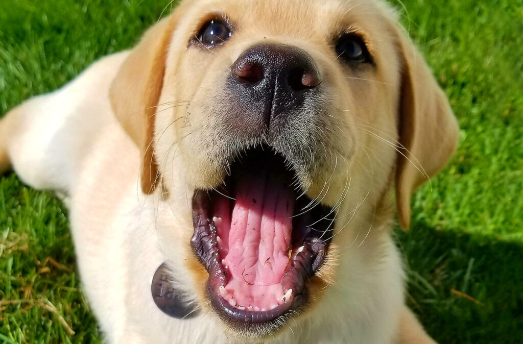 How to Manage Puppy Biting