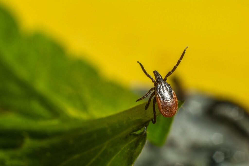 Tick and Flea Prevention Season