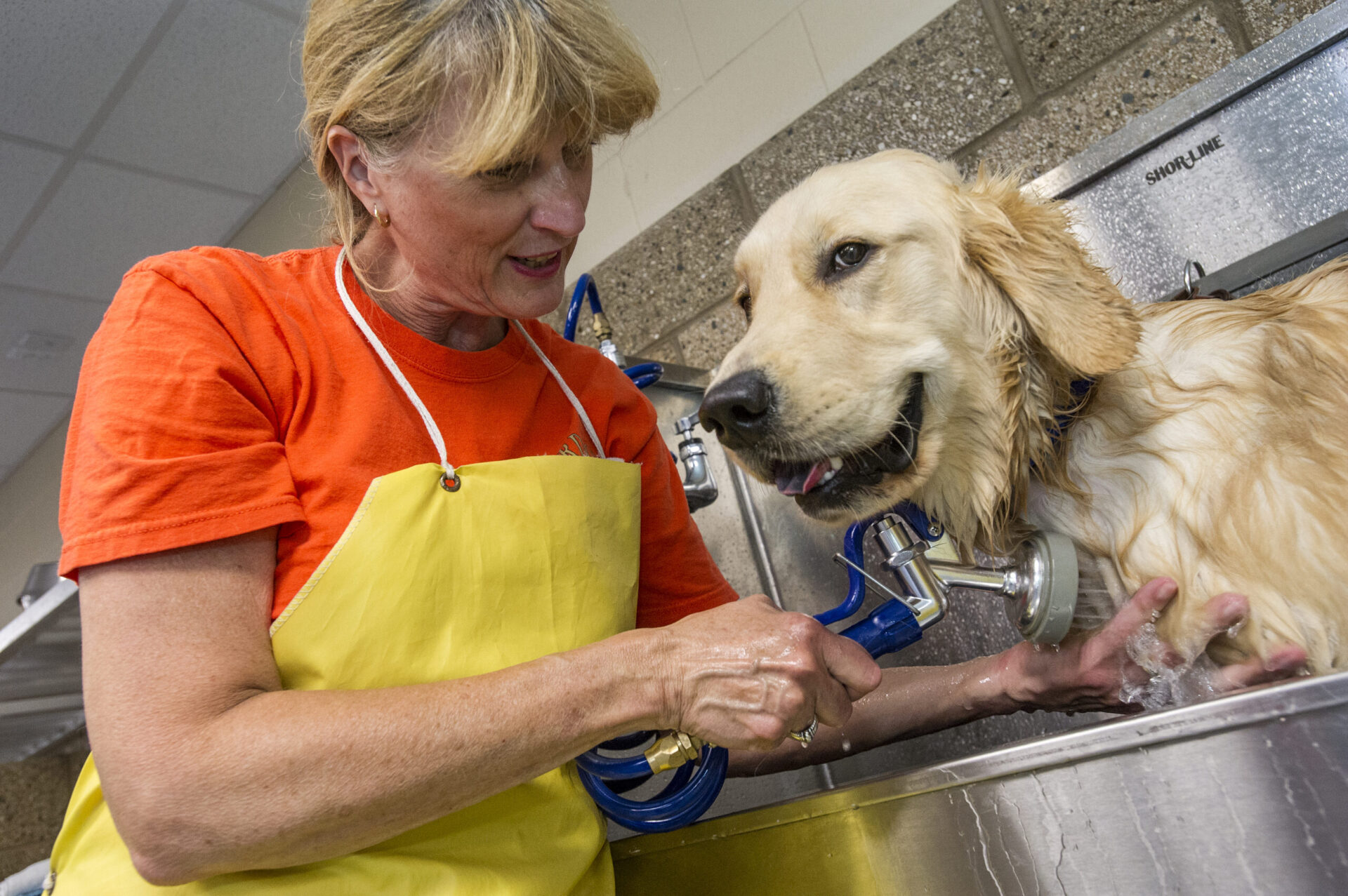A person wearing an orange shirt and a yellow apron is washing a golden retriever in a grooming station.