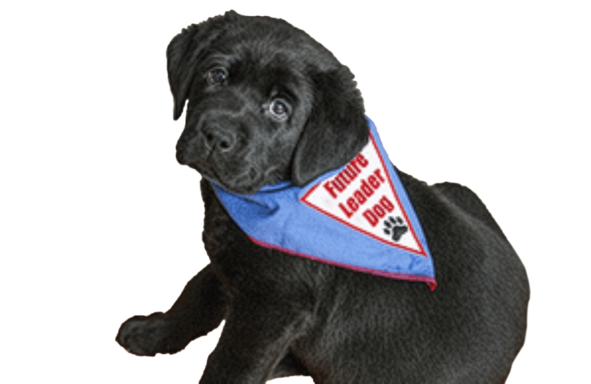 A black Labrador puppy wears a blue and red bandana that reads "Future Leader Dog."