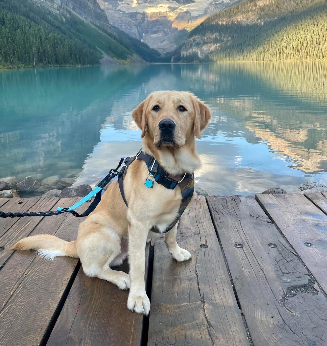 A yellow lab wears a body harness leash and sits on a pier in front of a stunning mountain and river background.