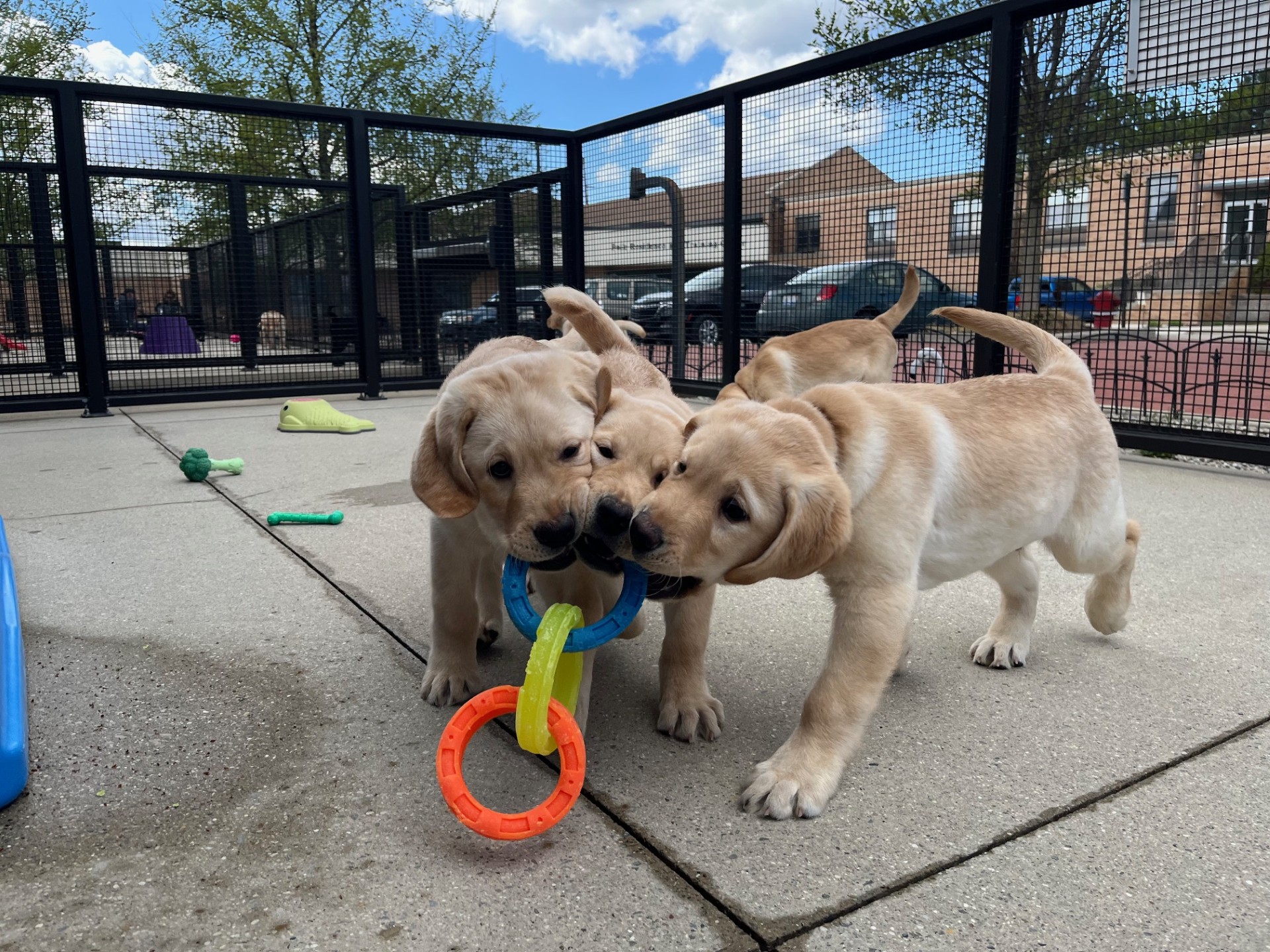 Two playful Labrador puppies are tugging on a colorful ring toy in a sunny outdoor play area.