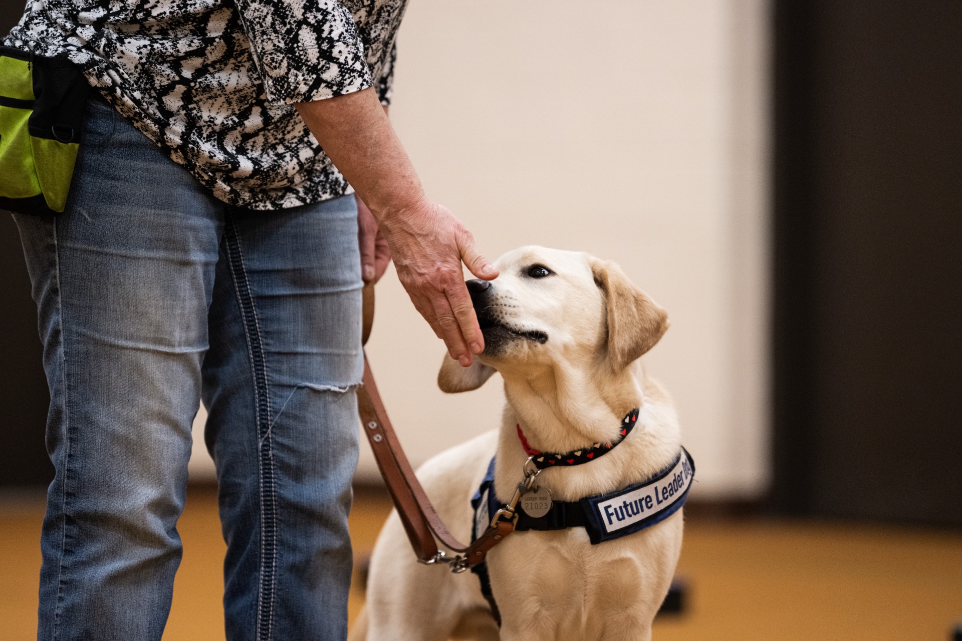 A person interacts gently with a labrador retriever wearing a harness that reads 