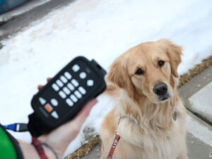 A golden retriever sits attentively in the snow with a handheld device held up in front of it.