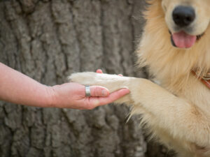 A hand gently holds a dog's paw against a textured tree background.
